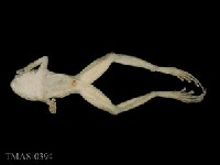 太田樹蛙藏品圖，第4張